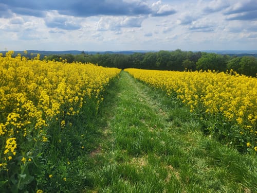 Rabenlay (Premiumwanderweg)
