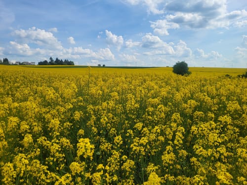 Rabenlay (Premiumwanderweg)