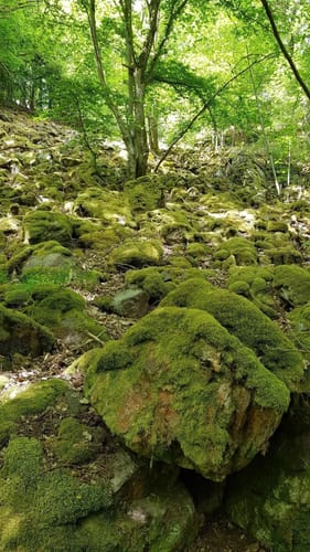 Soonwaldsteig Etappe 3: Simmerbachtal - Ellerspring