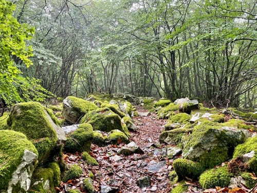 Soonwaldsteig Etappe 3: Simmerbachtal - Ellerspring