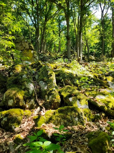 Soonwaldsteig Etappe 3: Simmerbachtal - Ellerspring