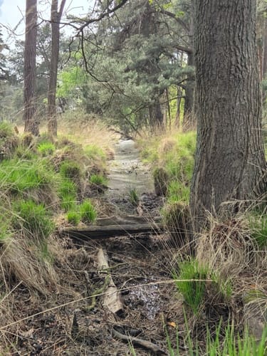 Zur Dünenlandschaft und zum Schwarzen Wasser