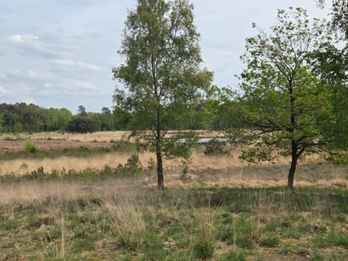 Zur Dünenlandschaft und zum Schwarzen Wasser