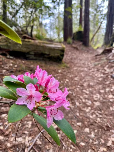 rhododendron 'orange kaufen Garten Azalee Golden Eagle main image 0