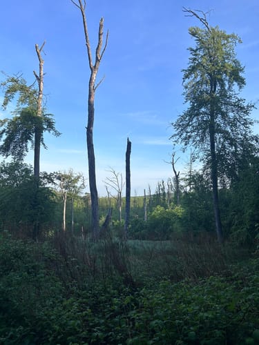 Durch den Duisburger Stadtwald