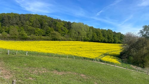 Premiumwanderweg: Waldkappeler Berge P17