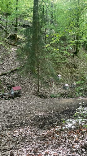Premiumwanderweg: Waldkappeler Berge P17