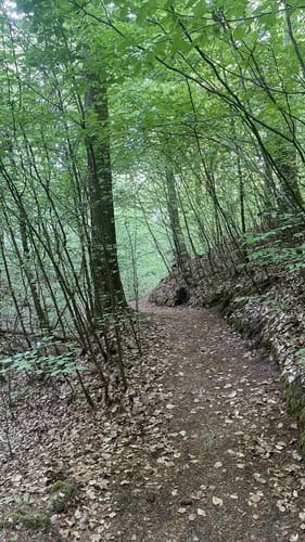 Premiumwanderweg: Waldkappeler Berge P17