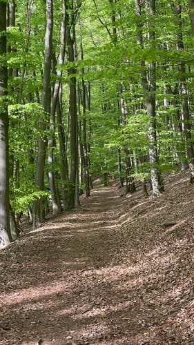 Premiumwanderweg: Waldkappeler Berge P17