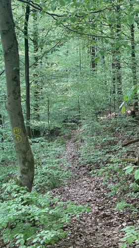 Premiumwanderweg: Waldkappeler Berge P17
