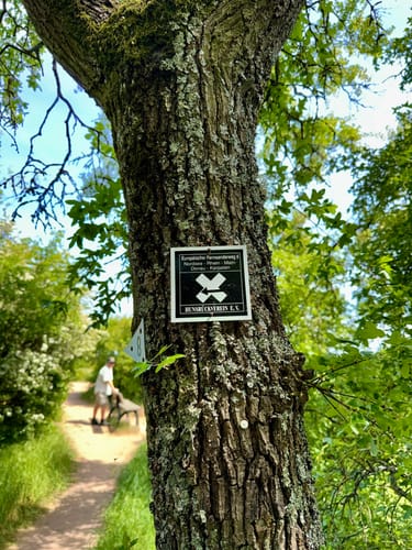 Von Traisen zum Rheingrafenstein