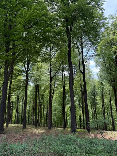 Krebsburger Wald Rundweg Nr 3