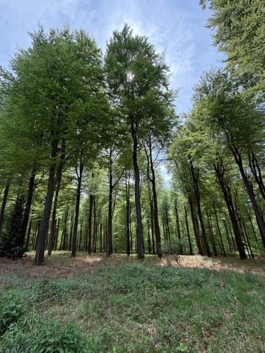 Krebsburger Wald Rundweg Nr 3
