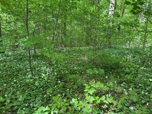 Gröninger Feld (HM 4)