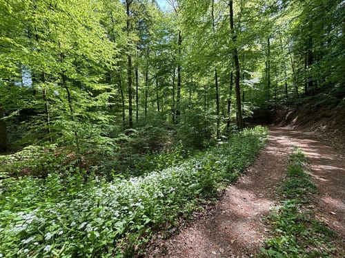 Gröninger Feld (HM 4)