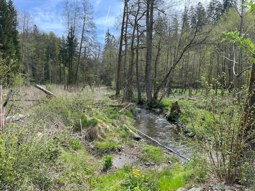 Mühlenweg rund um Buckenreuth und Guttenberger Hammer