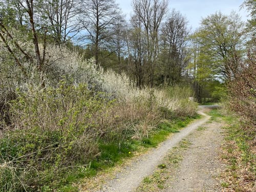 Mühlenweg rund um Buckenreuth und Guttenberger Hammer