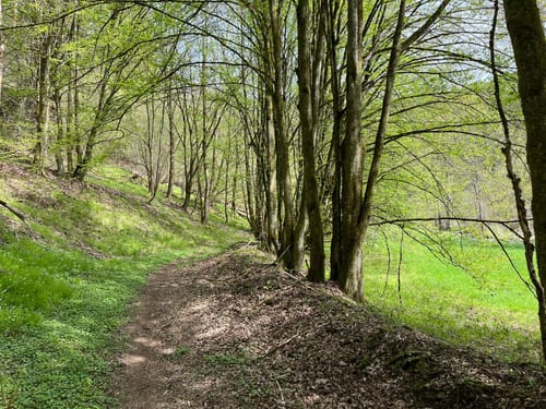 Mühlenweg rund um Buckenreuth und Guttenberger Hammer