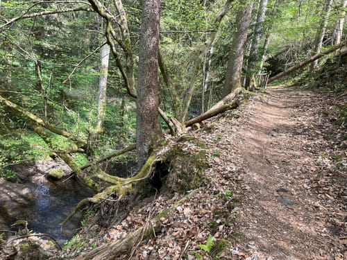 Mühlenweg rund um Buckenreuth und Guttenberger Hammer