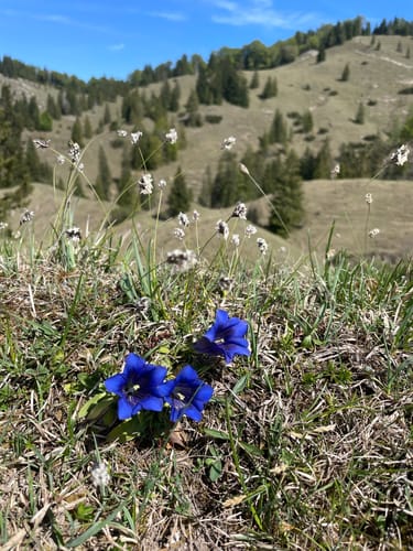 Zur Königsalm