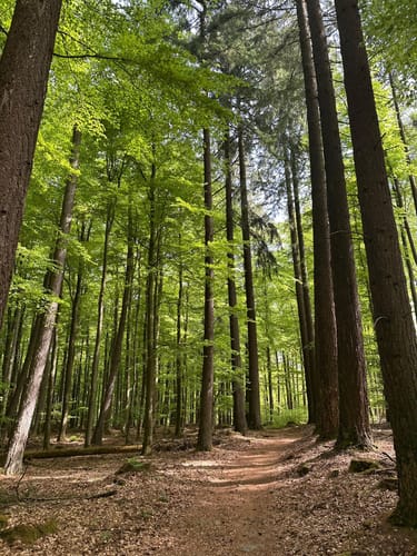 Königsweg (Premiumwanderweg)