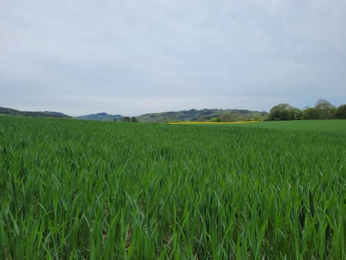 Riedener Seeblick (Premiumspazierwanderweg)