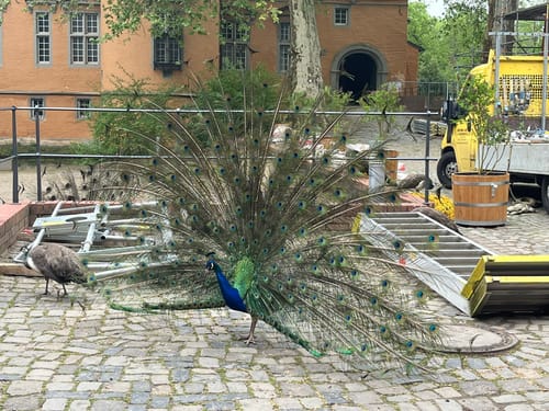 Schloß Rheydt ab Volksbad