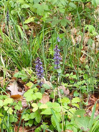 Schankweiler (Naturpark Südeifel Wanderweg 52)