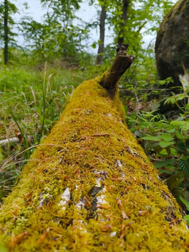 Schankweiler (Naturpark Südeifel Wanderweg 52)