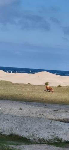 An der Steilküste Runde von Weißenhäuser Strand