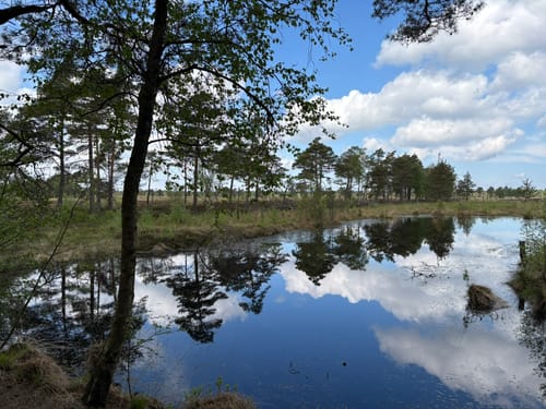 Moorrundweg Pietzmoor