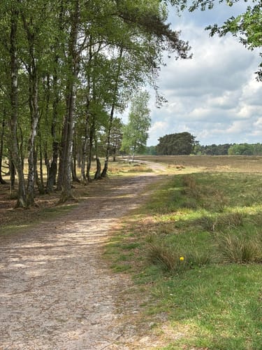 Moorrundweg Pietzmoor