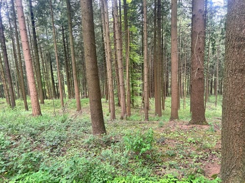 Herrmannsweg Etappe 6: Bielefeld - Oerlinghausen