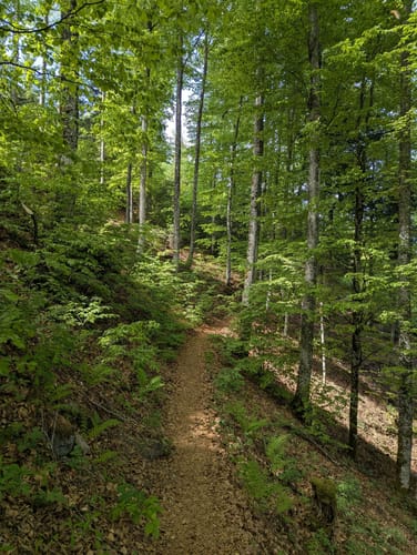 Schneeschuhtour: Kreuzweg Köhlgarten