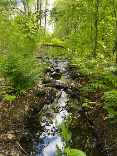 Witte Veen Kort Rondje