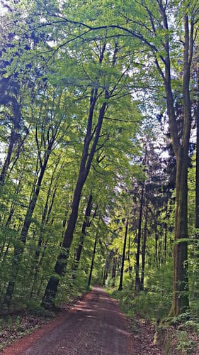 Kammwanderung auf historischem Weg durch pilzreiche Wälder