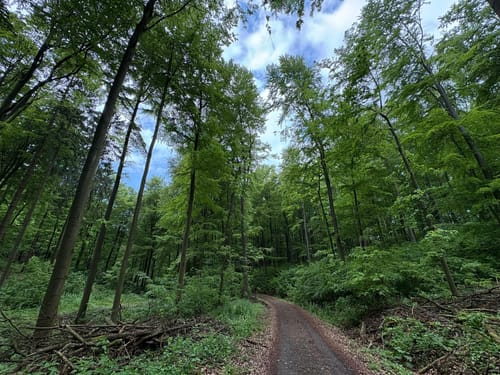 Welliehausen - Grüner Altar-Teufelskanzel Rundweg