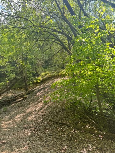 Waldweg Solnhofen