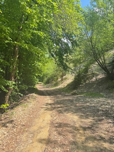 Waldweg Solnhofen