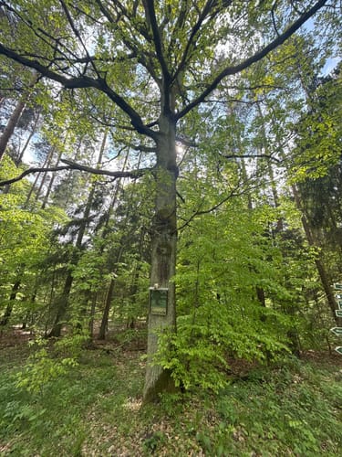Von der Weißenburg rund um den Teufelsberg