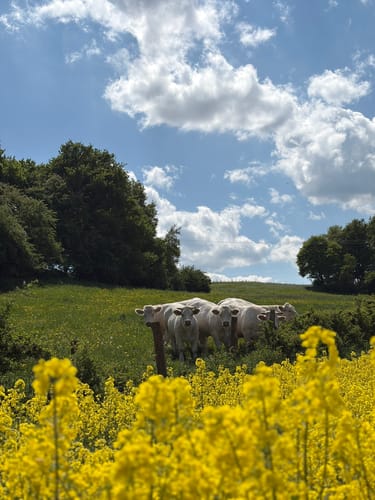 Jakobsweg von Bad Münstereifel nach Blankenheim