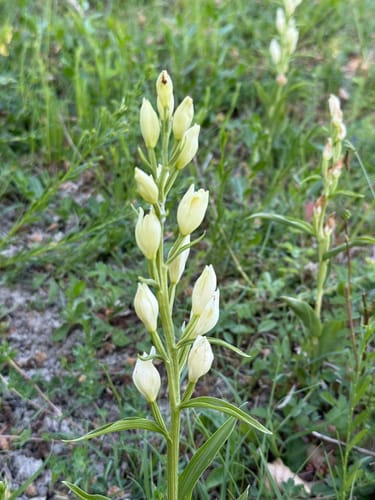 Orchideenpfad in Gersheim