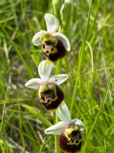 Orchideenpfad in Gersheim