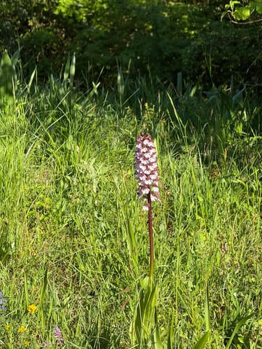 Orchideenpfad in Gersheim