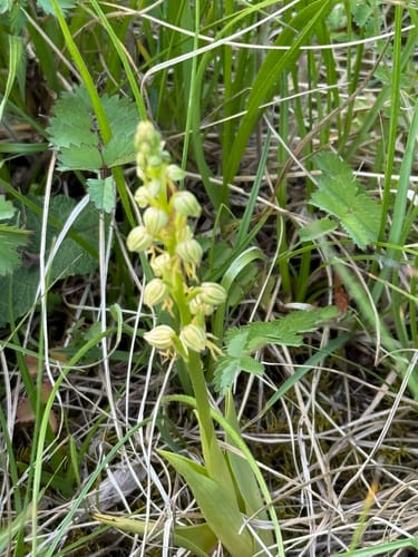 Orchideenpfad in Gersheim
