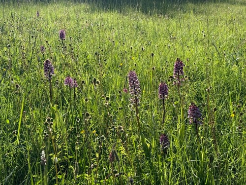 Orchideenpfad in Gersheim