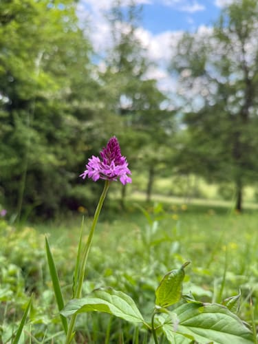 Orchideenpfad in Gersheim