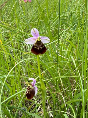 Orchideenpfad in Gersheim