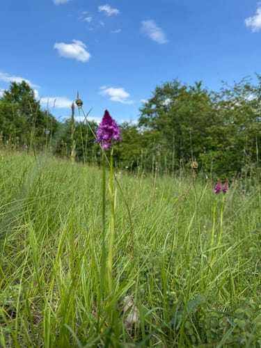Orchideenpfad in Gersheim