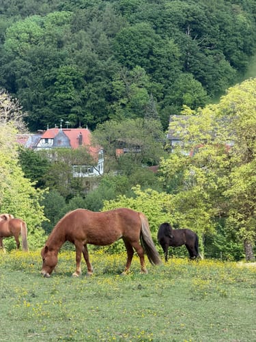 Rundwanderweg Fischbachtal 1 : Panoramaweg